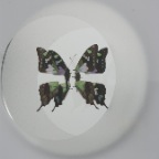 am i a hostage of my comfort zone?, papilio weiskai, insect box, insect pins, acrylic glas, foil, vinyl lettering (STAR/ARTS), 51 x 42 x 8 cm, 2010